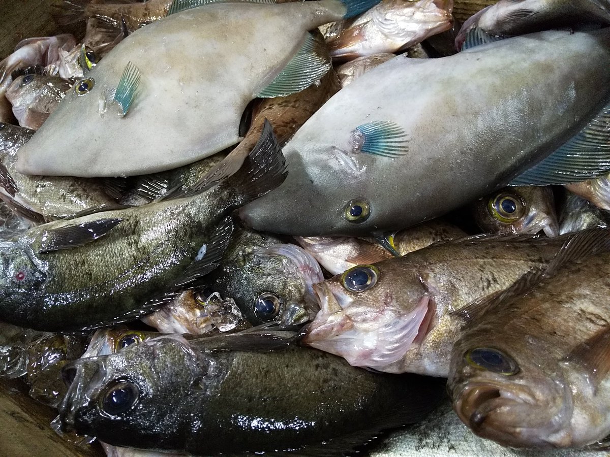 株 岩国魚市場 の中の人 わやじゃったｗｗ