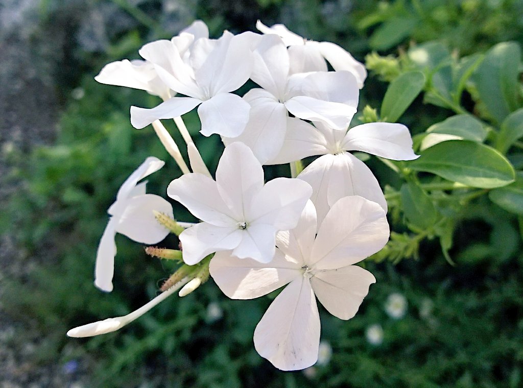 Sae ❀.*・゚🕊 tweet media