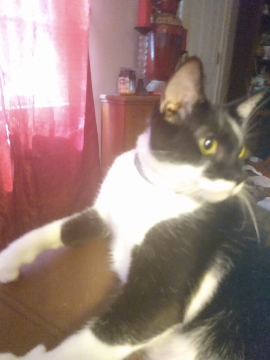 PatsyFo1's tweet image. This is my cat Star.