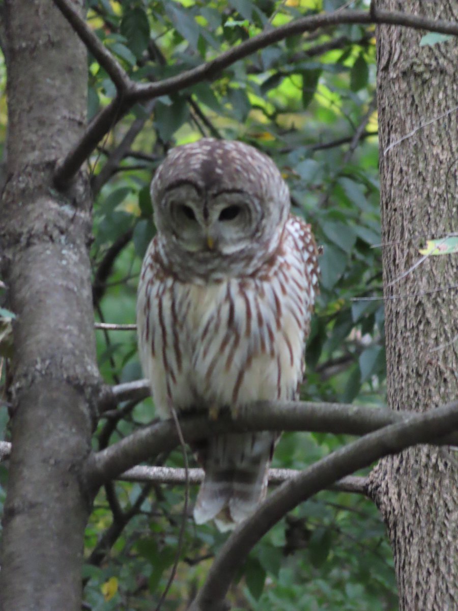 It took four trips for the barred owl to be in a good position for a photo.  #birdwatching #bird_brilliance #birdsofinstagram #birdstagram #bird #birds #centralpark #centralparkbirds #nature #naturephotography #nature_worldwide_birds  @BirdCentralPark #MyCentralPark