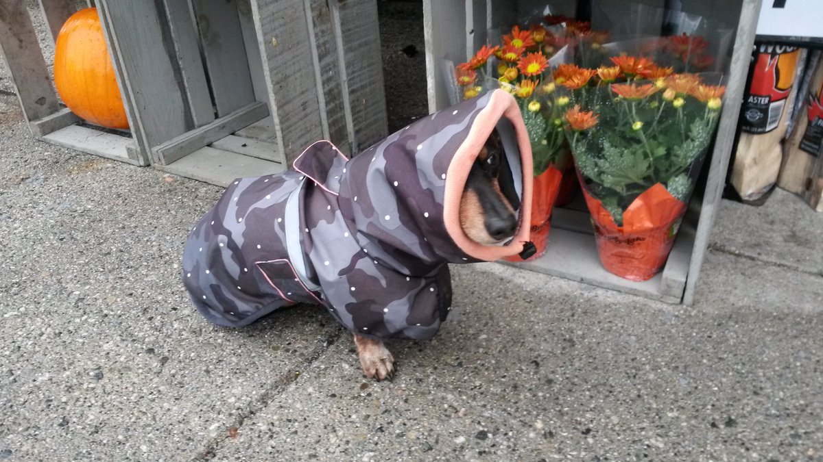 WTF says dog outside a #Vancouver grocery store