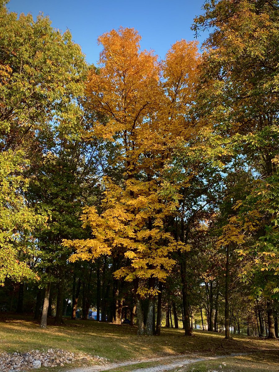 JeremyRabeTV's tweet photo. I am loving this beautiful weather and having a fun afternoon taking pictures of my hickory tree. I just love this time of year! 🍁 🍂 🌰 
#autumn #leaveschanging #fall #crispweather https://t.co/xNc14LyERT