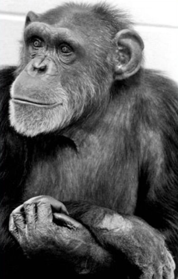 16. Washoe the Chimp - 15/10- first animal to speak ASL- recognised herself in a mirror - had identity crisis when found out she wasn’t human (depersonalisation queen)- liked to paint & play with dolls- showed empathy to keeper experiencing miscarriage signing “sad” & “cry”