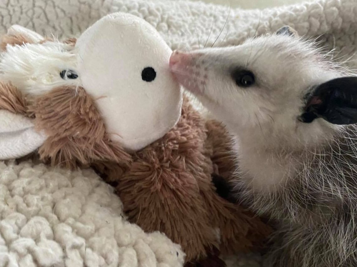 ChicagoACC's tweet photo. Thank you to our friends at @flintcreek for helping us save this opossum. She was found in a Chicago alley emaciated and suffering from a respiratory infection. She now resting comfortably!
#BetterTogether https://t.co/JdONO3jk78