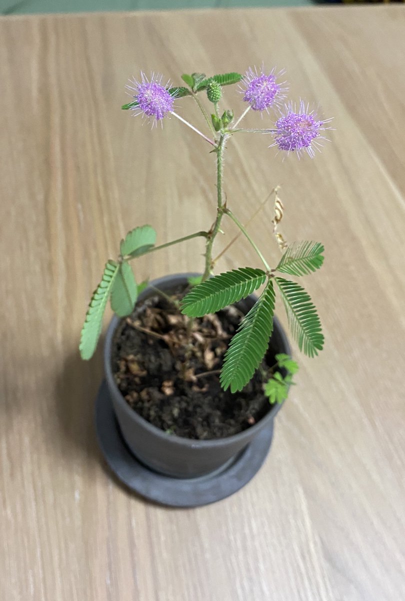 こどもちゃれんじのオジギソウの土に白いカビが 上手な育て方は クーちゃんブログ