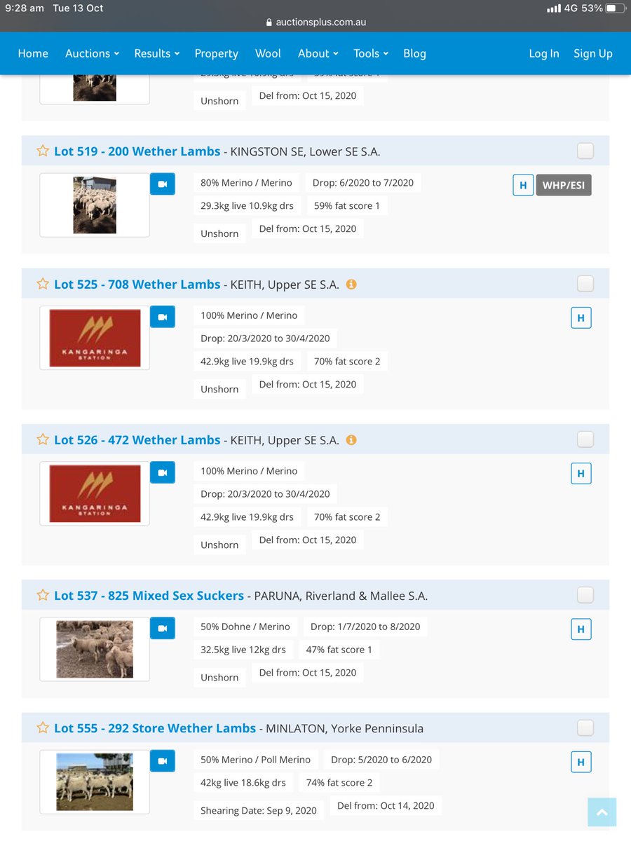 Looking for a good run of  #lambs today auction plus sale 964 today. Kangaringa Stn. SA offering the below lots are definitely worth a venture into. Great doing lambs with good wool cutting, and meat production. ⁦<a href="/GrahamPage01/">Graham Page</a>⁩ ⁦<a href="/MichaelWilkes88/">Michael Wilkes</a>⁩ ⁦<a href="/HoughtonPip/">Pip Houghton</a>⁩