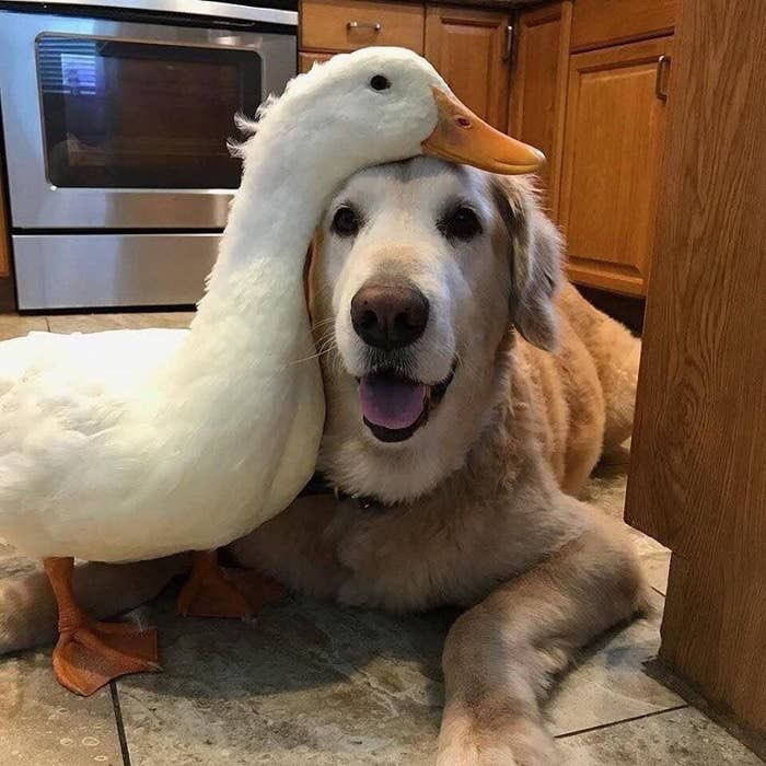 here is a thread of unlikely animal friendships in attempt to counteract the wack ass vibes on bird app today<3