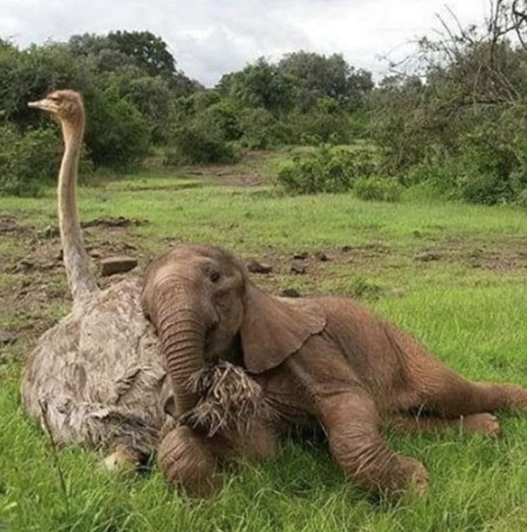 elephant and ostrich!!