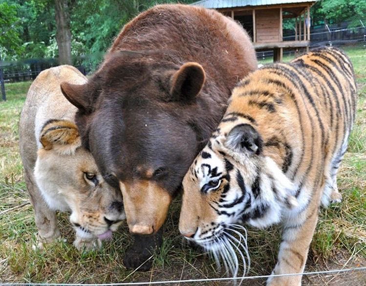 lion, bear, & tiger!! (oh my)