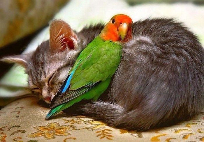 cat and parrot!!