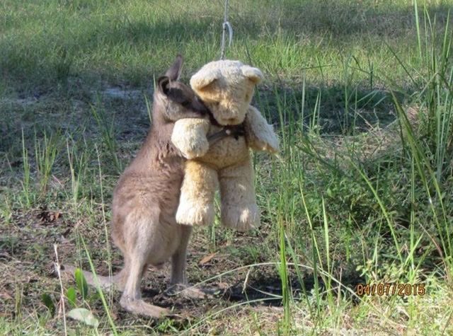 kangaroo joey and teddy bear!! not technically an animal but cmon this is adorable