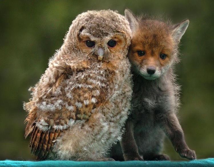 owl and ??fox?!!what is this lil guy he's so cute