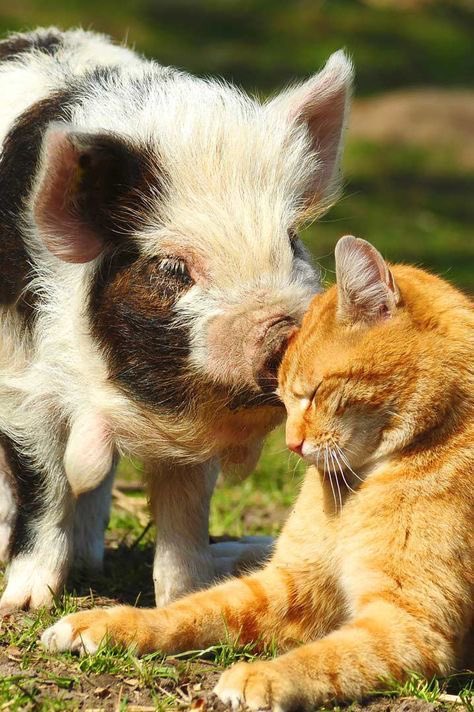 pig and cat!!