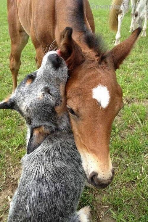 horse and dog!!