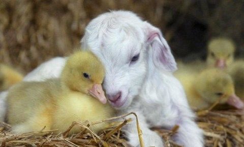 duckling and goat!!