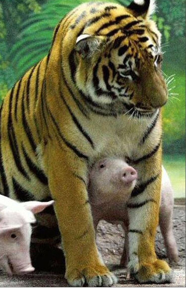 tiger and pigs!!