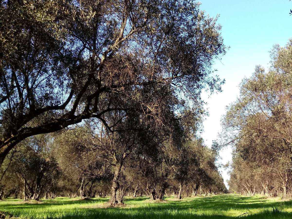 _Saraska's tweet image. Bostalum olivarea #Bostales #Olivares #CnelDorrego #Campo