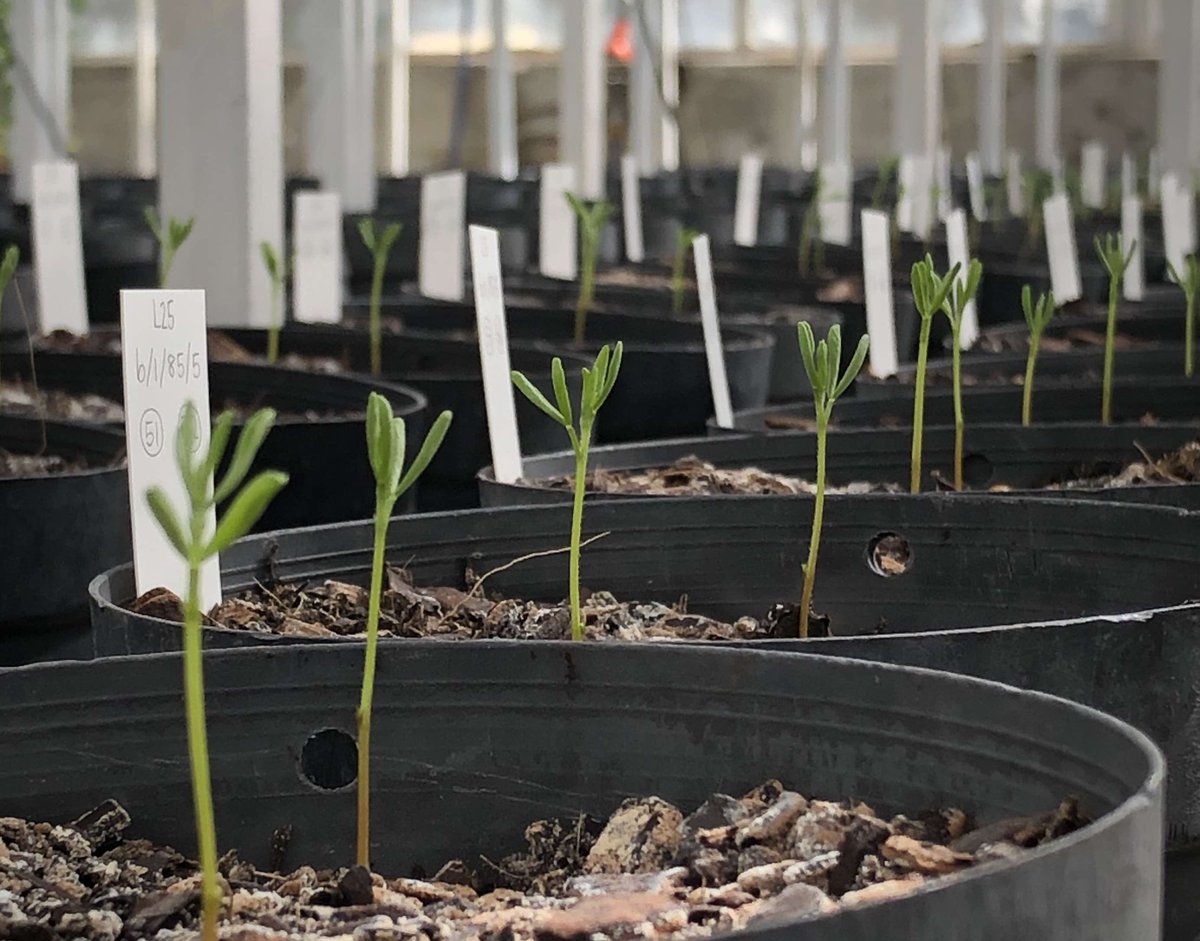 check out this overview of our recently-germinated pulse phenology program: bit.ly/30XJM0C … <a href="/theGRDC/">GRDC</a>