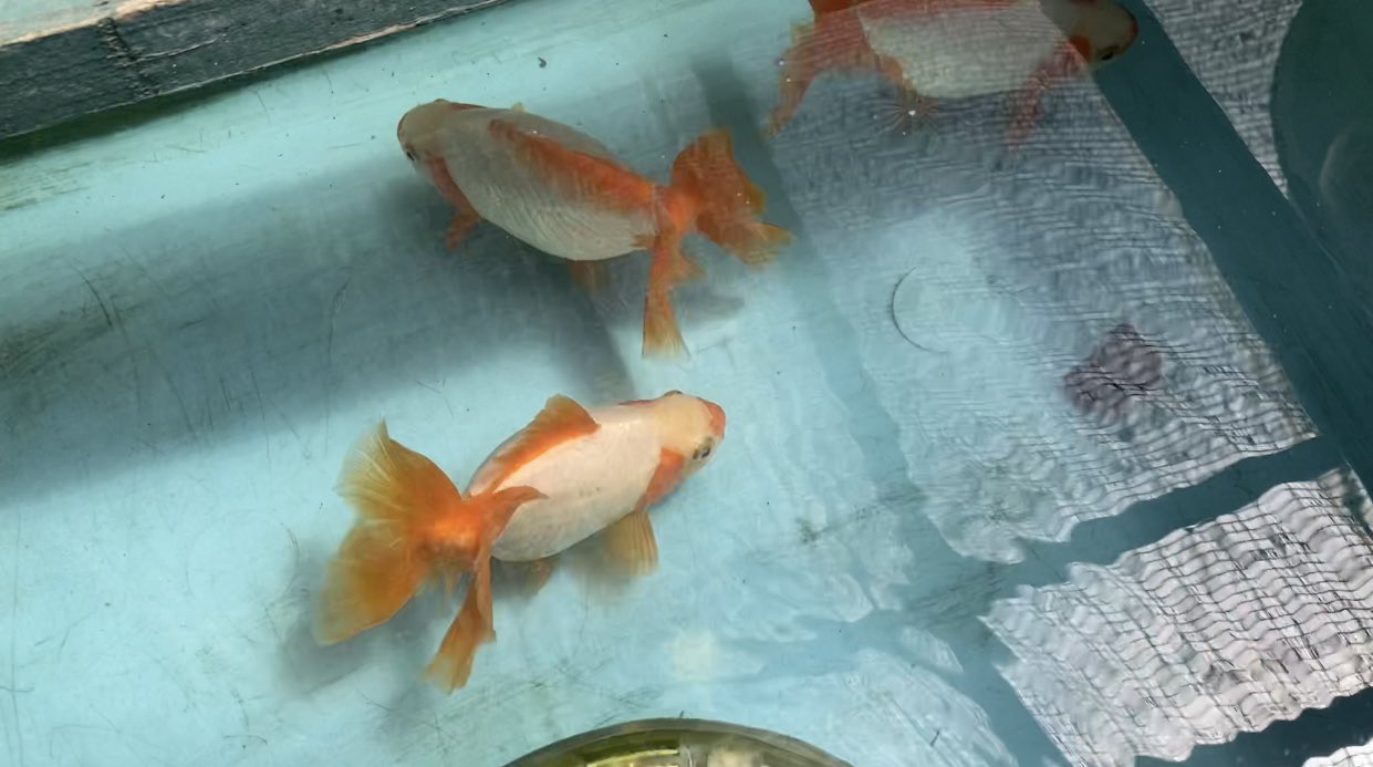 ポゴナクラブ動画アカウント Pogonaclub Twitter