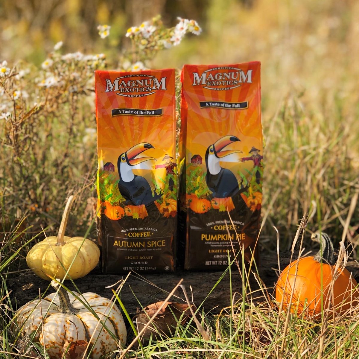 Which would you rather drink: #AutumnSpice -OR- #PumpkinPie coffee? Both are fantastic #TasteofFall coffees! ☕️🎃 Comment + Share your picks below! #MagnumExotics #TasteoftheExotic #fallflavors #fallcoffees #autumnvibes #pumpkinspice #coffeetime #coffeefinds #coffeeflavors