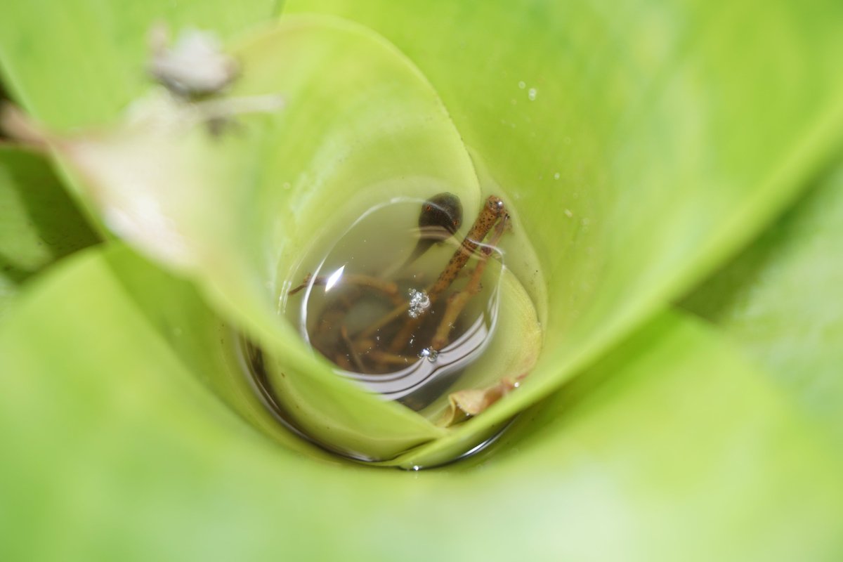 Check out our new research featured in UA News!

Disruption to Tiny Life Can Lead to Big Changes in Warmer Climate – University of Alabama News | The University of Alabama news.ua.edu/2020/10/disrup…