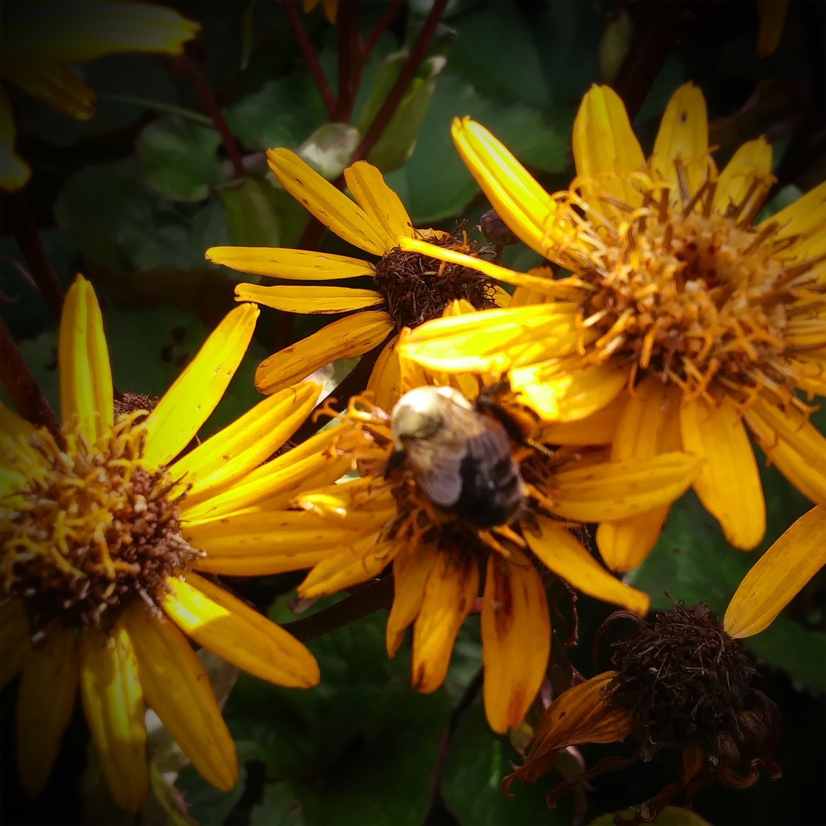 HuntsvilleNEPA's tweet photo. Life is all around us.
.
.
.
.
#landscaping #outdoorliving #gardens #flowers #bee #blackeyedsusan #yellow #huntsvillelandscaping #huntsvillenepa  #nepa #dallaspa #lehmanpa #backmountainpa #shavertownpa #trucksvillepa #sweetvalleypa #harveyslakepa #kingstonpa #scrantonpa https://t.co/heoBX7msfe