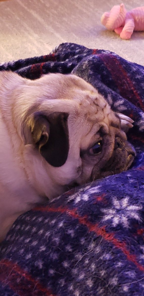 SarahPug12's tweet image. #MondayMood #CloudyNight #Cool