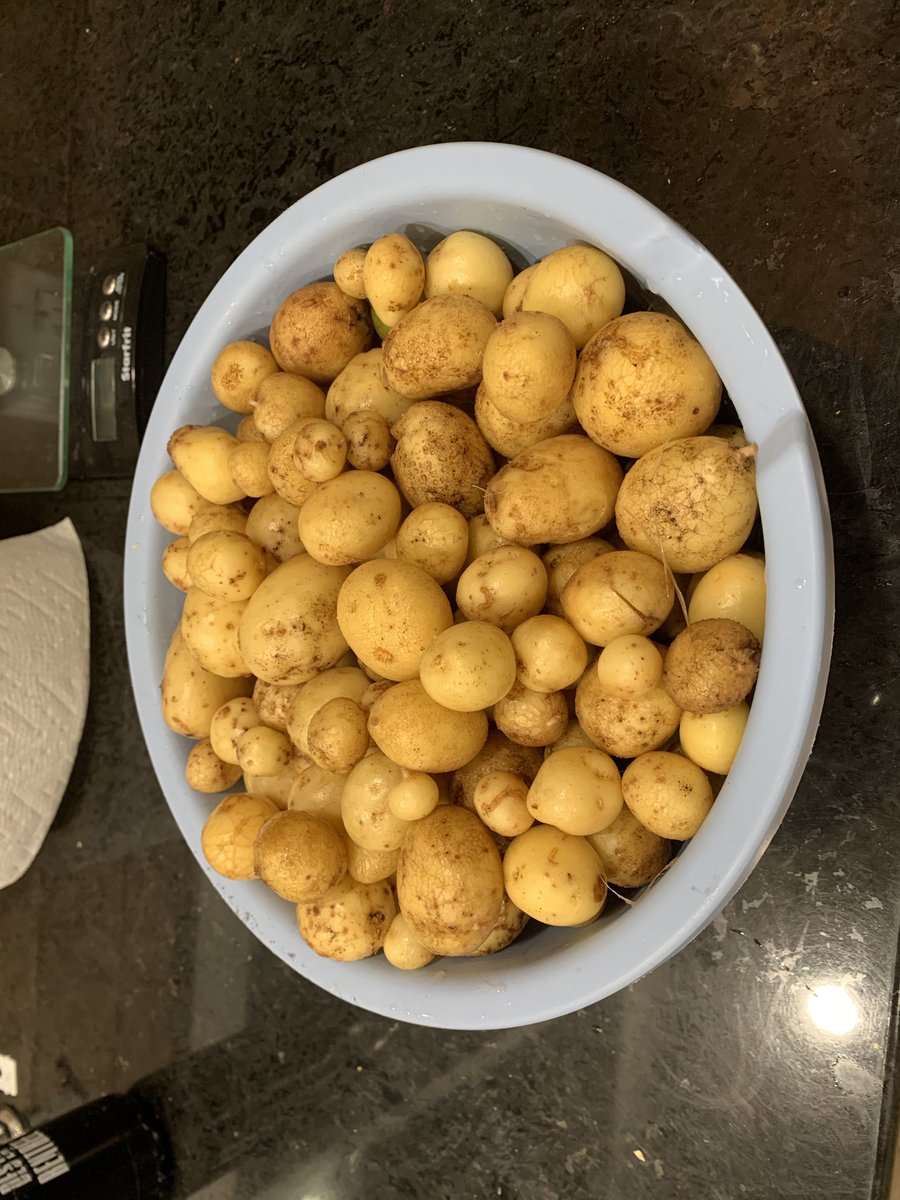 Potato Harvest 2020. 

Always exciting to see what comes out of the dirt after summer is over. 

It would appear that this year’s contest goes to <a href="/spuddoc/">Lori Robinson</a>

#potatoenvy