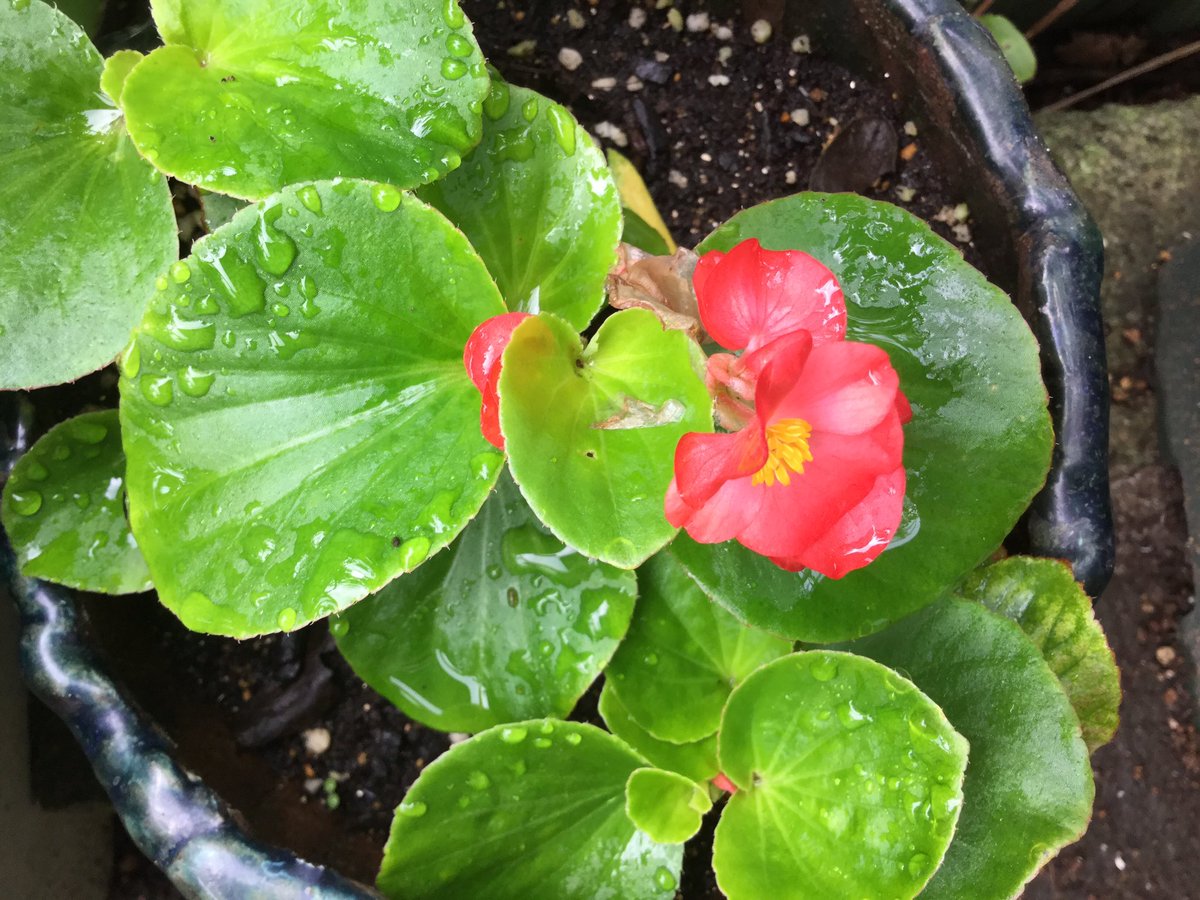 小野町子 ベゴニアの赤を挿し木してみました 凍らない限り冬まで元気に咲いてくれます シュウカイドウ科ベゴニア属らしい 雨ながら朝日まばゆし秋海棠 By 水原秋櫻子 今朝の花 ベゴニア 秋海棠 俳句