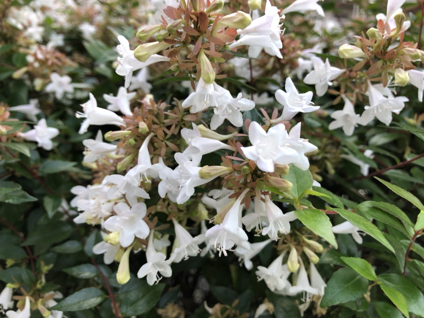 アラキ コマと朝の散歩で見つけた花 おはようございます 朝のルーチンが終わりこれから仕事 今朝の散歩で見つけたのは アゼリア でなく アベリア 初夏のころから咲いていて 息の長い花です Tlを花でいっぱいにしよう T Co