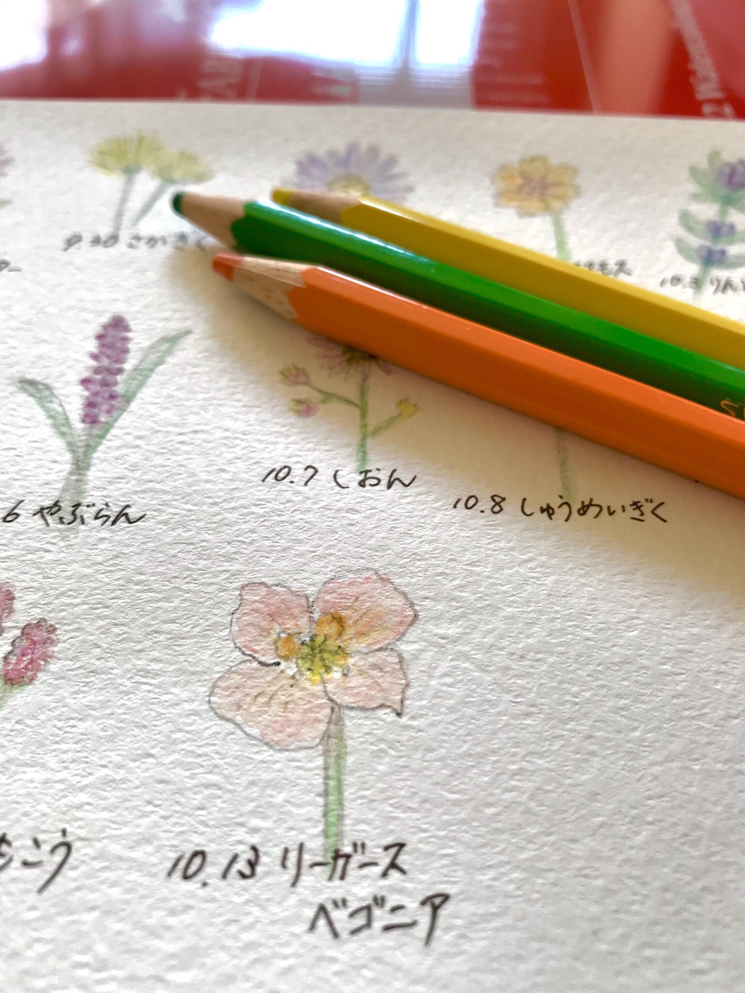 Atelier M Birthday Flowers 10月13日の誕生花は リーガースベゴニア 花言葉は 親切 片思い など お誕生日の皆さん おめでとうございます ドイツの育種家リーガーが交配改良したお花 八重咲きも一重咲きも優美で華やか 10月13日誕生日 誕生