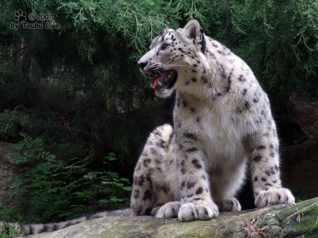 SnepBot's tweet image. MOW