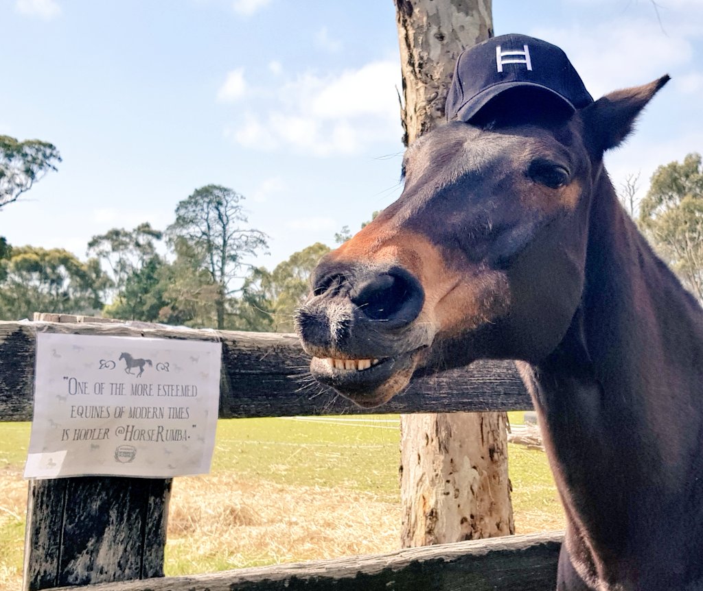HorseRumba's tweet image. I printed out this tweet from @HashgraphSquad &amp;amp; stuck it on my fence because it is my favourite tweet of all time. 

Go and follow @HashgraphSquad. 
Join the Hashgraph Squad to support #hedera @hashgraph and $hbar #hellofuture 

P.s This is my esteemed face. 🐴