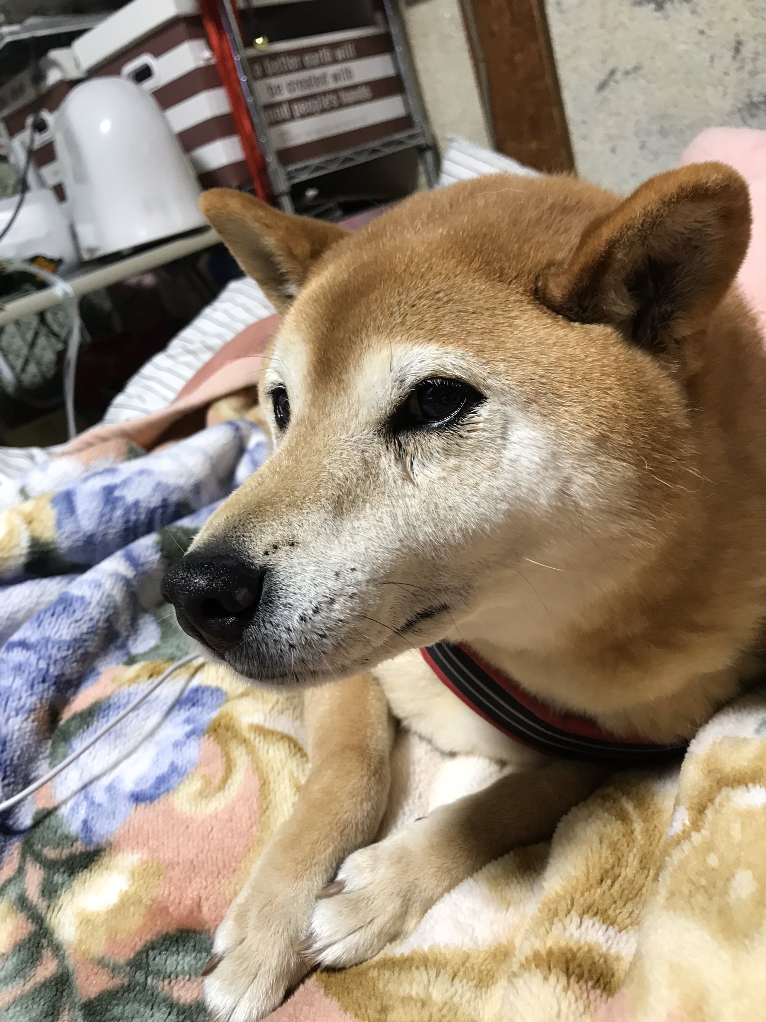 まご 実家の犬が逃げ出して迷子になっております もし見かけた方はご連絡お願いします 逃げ出した場所は小俣の海側になってます 逃げ出した日は10月9日金曜日 芝犬 赤色の首輪 迷子犬 伊勢 芝犬 T Co Najrmavmdn Twitter