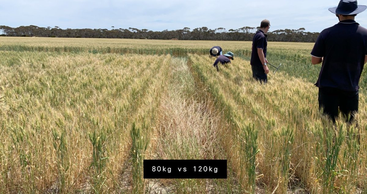 Last ryegrass panicle counts at our massive F&amp;G Pre Em site. So much data &amp; counts to wade through for future decision making. Simple old seed rate changes for competition was very visual and an easy win 👌🏻