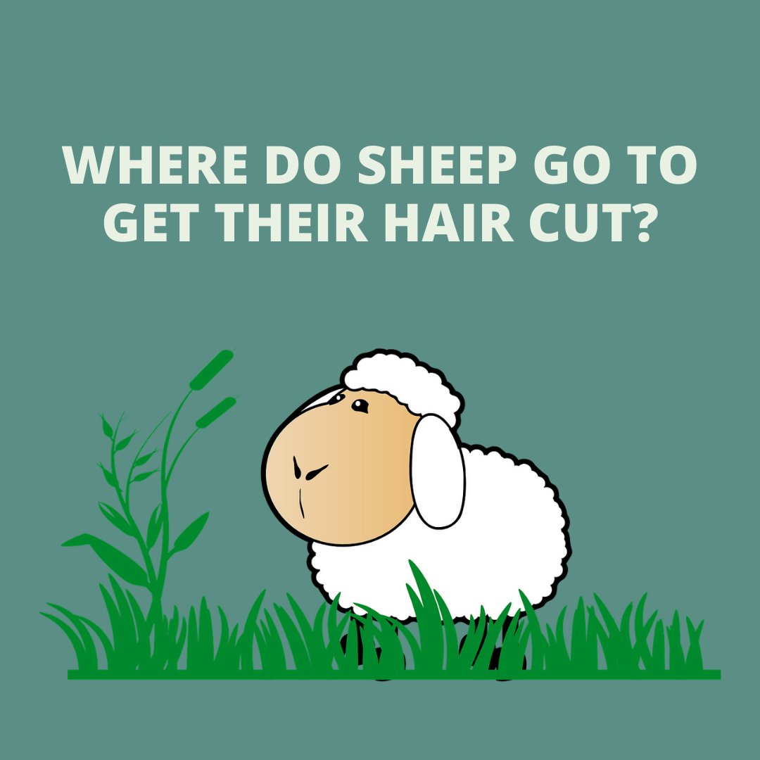 National Wool Museum tweet media