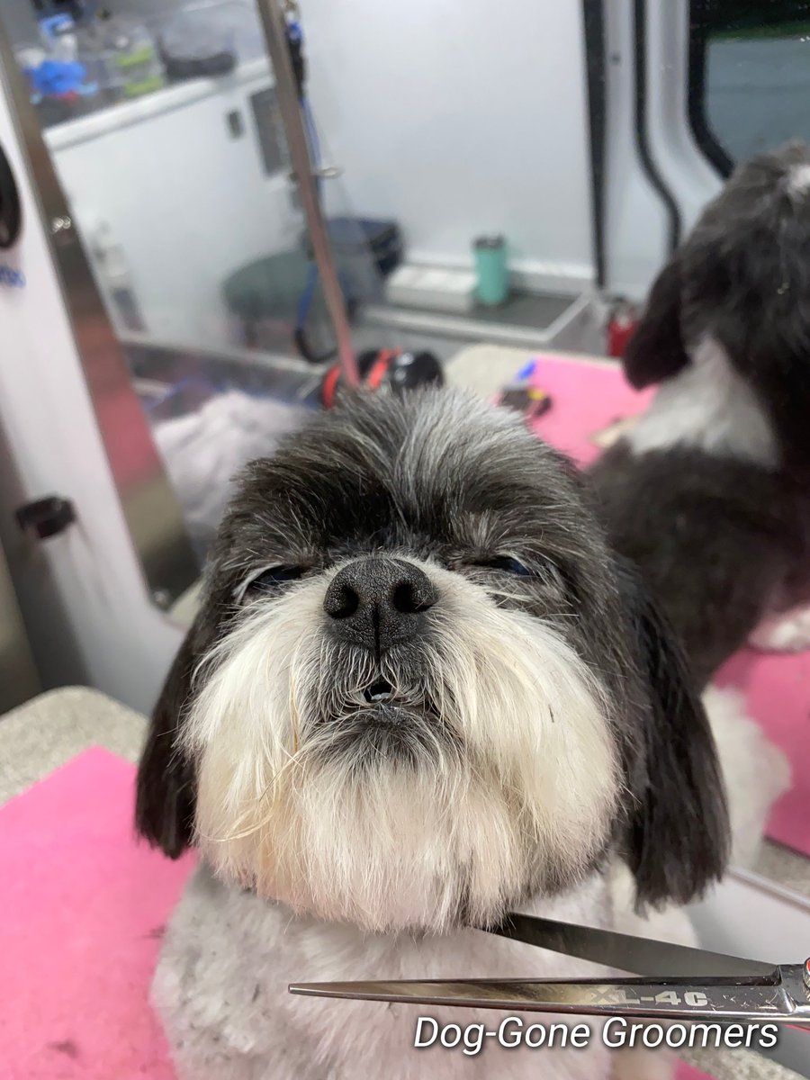 dog gone good grooming