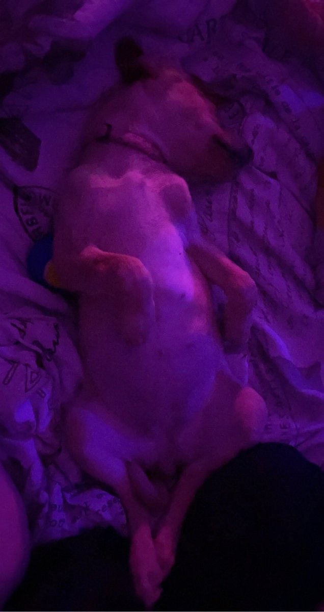 jurassicfirst's tweet image. Spot the difference