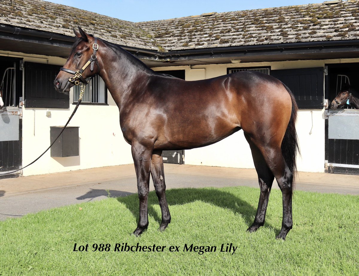 wickhamwicks's tweet photo. It’s all about the girls. Four cracking fillies on offer @Tattersalls1766 today #GirlPower #AllQuality https://t.co/uMX7UL7EhR