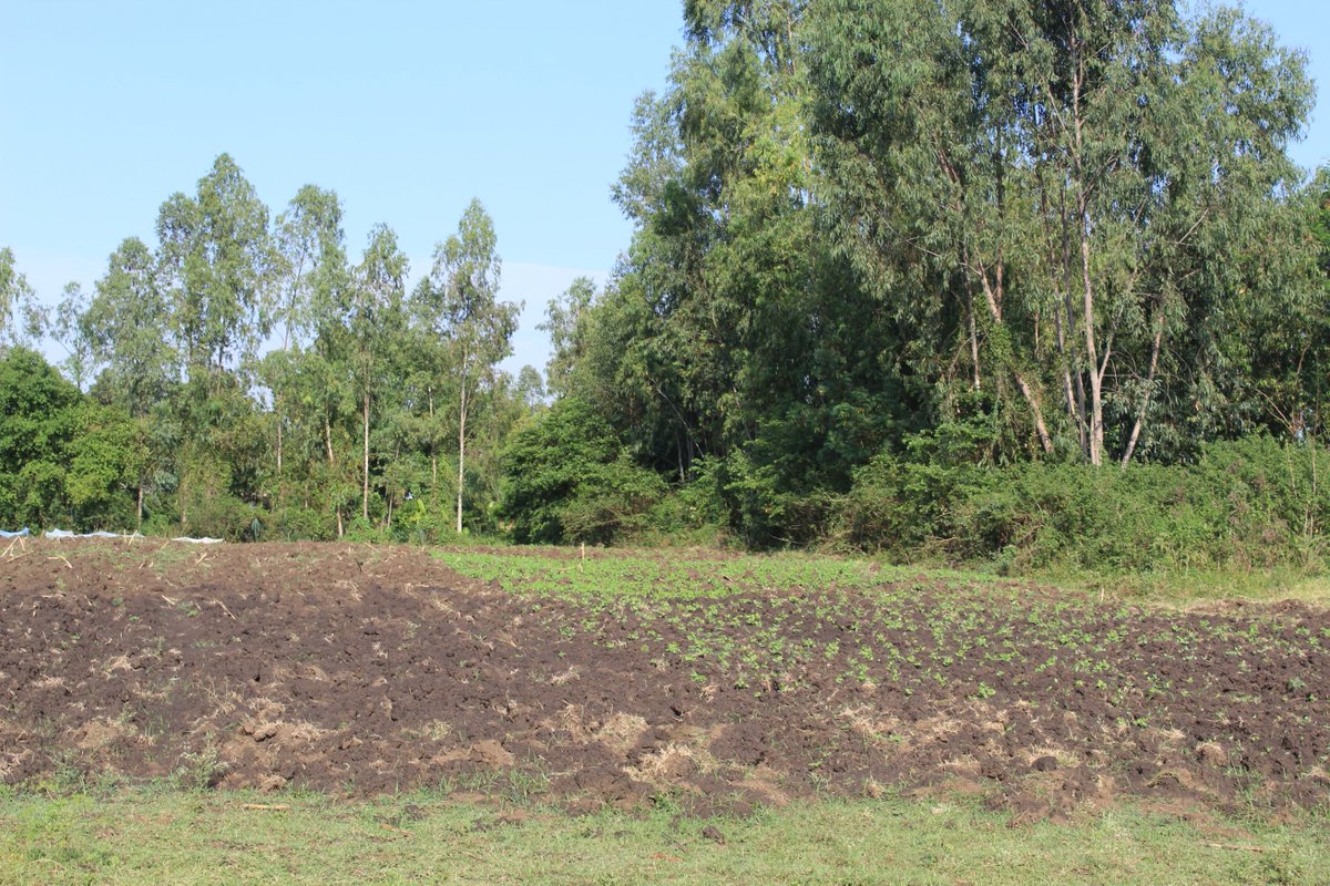 Petyofa's tweet photo. Our 2 coordinators today made a quick morning visit to some of our members to find out more on their progress &amp; activity status. 

Below are our members employing natural farming practices 

#SDG2 #SDG8 #SDG12 #SDG13 #YouthFarming #WorldFoodDay2020 #FoodSecurity #furrows https://t.co/fsNjbLGCVl