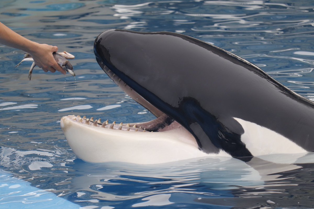 あっくん Z 名古屋港水族館 日本一大きなシャチ アースが12歳を迎えました まだまだ体長 体重は増えていくのでこれからも凛々しくてカワイイ姿をカメラでおさめていきたいですね アース君happy Birthday あっくん Z 名古屋港水族館 日本一大きなシャチ アースが12歳を迎えました まだまだ体長 体重は増えていくのでこれからも凛々しくてカワイイ姿をカメラでおさめていきたいですね アース君happy Birthday