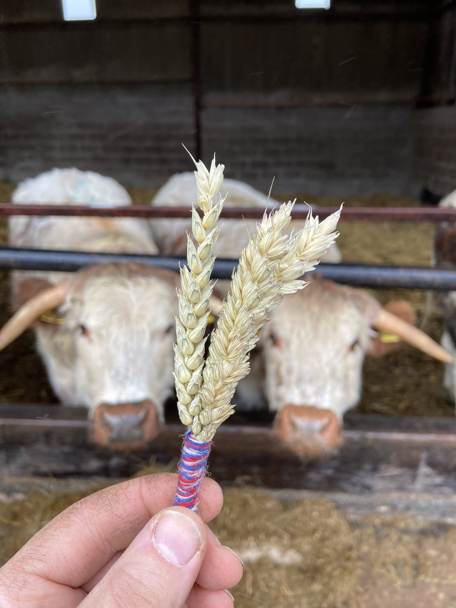 Last night government defeated amendments to the  #AgricultureBill which would have safeguarded our world leading  #food &  #farming standards.Many  @Conservatives MPs pledged to wear the wheatsheaf &  #BackBritishFarming last month - inc my own.A hollow & meaningless gesture.