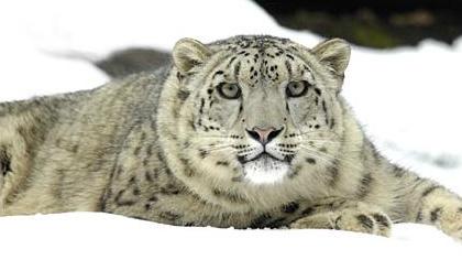 SnepBot's tweet image. MARRY