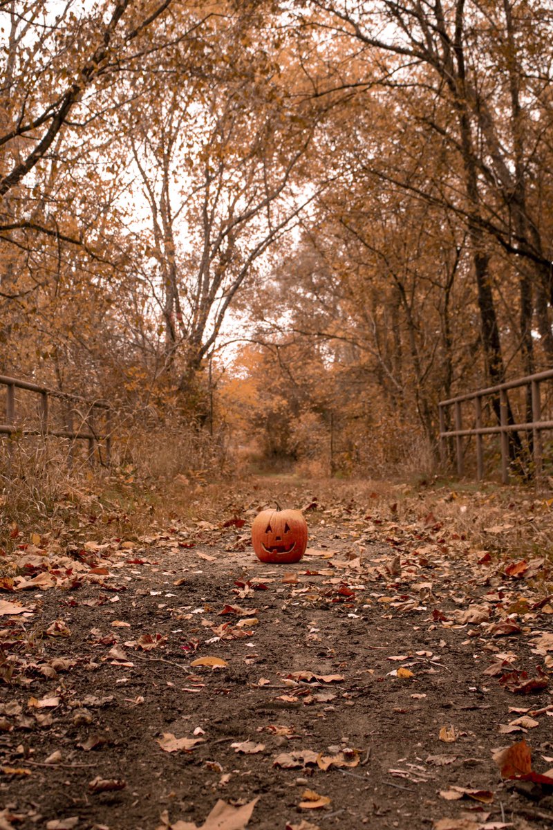 Iris_menegay's tweet photo. this is HALLOWEEN #pumpkinheads https://t.co/VwirIzWW64
