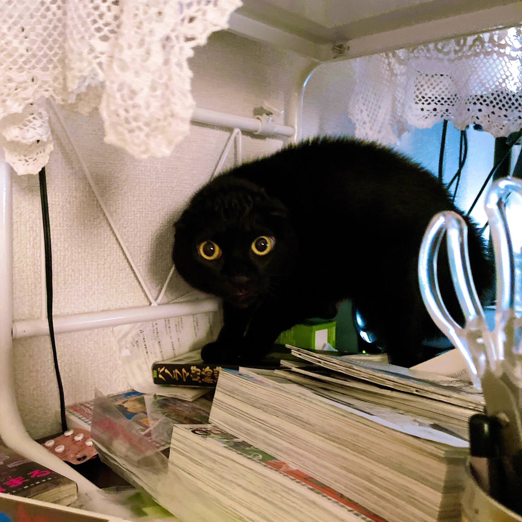 ディズニーで買ったニックのヘアバンドをつけてたら？愛猫に威嚇されたｗｗ