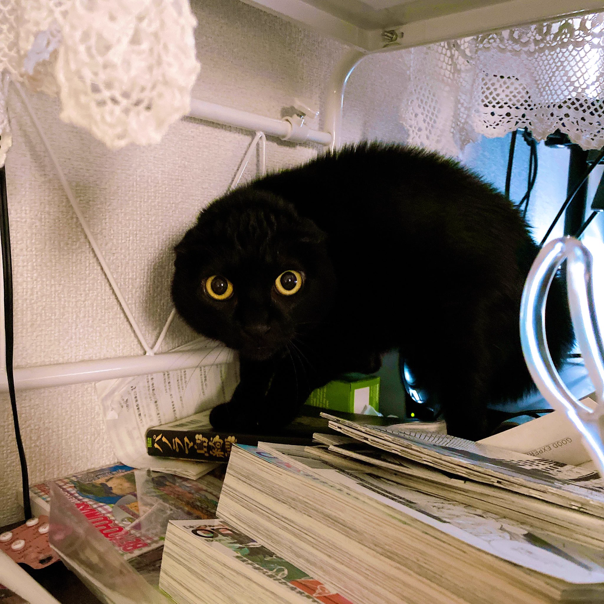 ディズニーで買ったニックのヘアバンドをつけてたら？愛猫に威嚇されたｗｗ