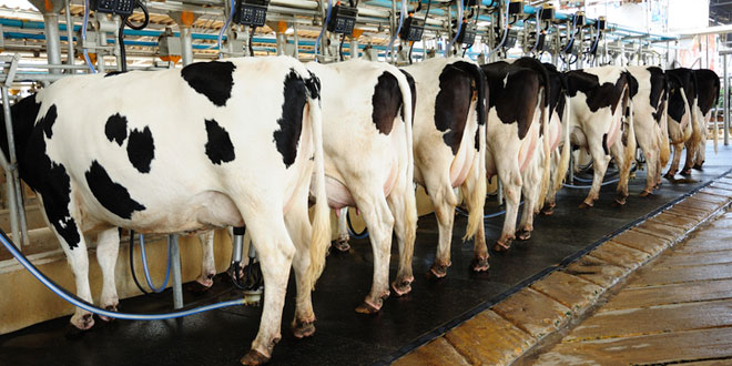 InformateMX's tweet photo. Prevé Agricultura aumento de 2.4 por ciento en producción de leche en 2020 #infomx #Nación https://t.co/fgjWYDTNXg https://t.co/wXDIgjMiLa