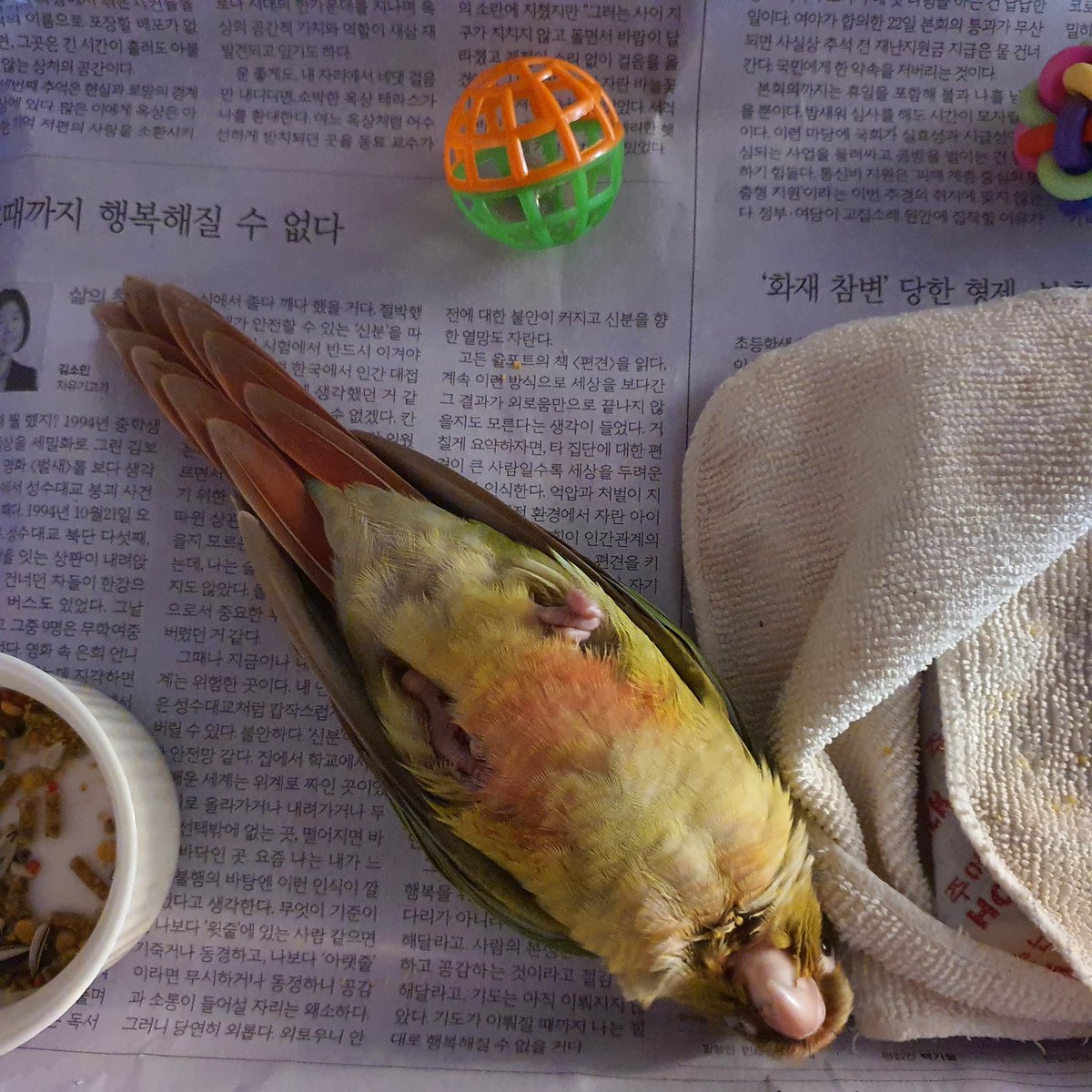 아 귀여웤ㅋㅋ 배부르고 등따신 꼬끄..