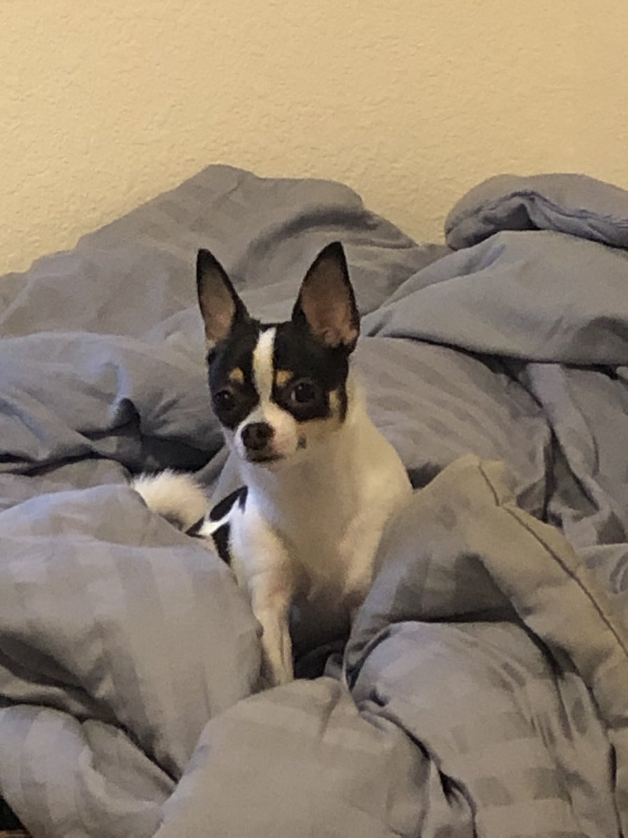 MandoMedic's tweet image. [i got a Mabel in my absence