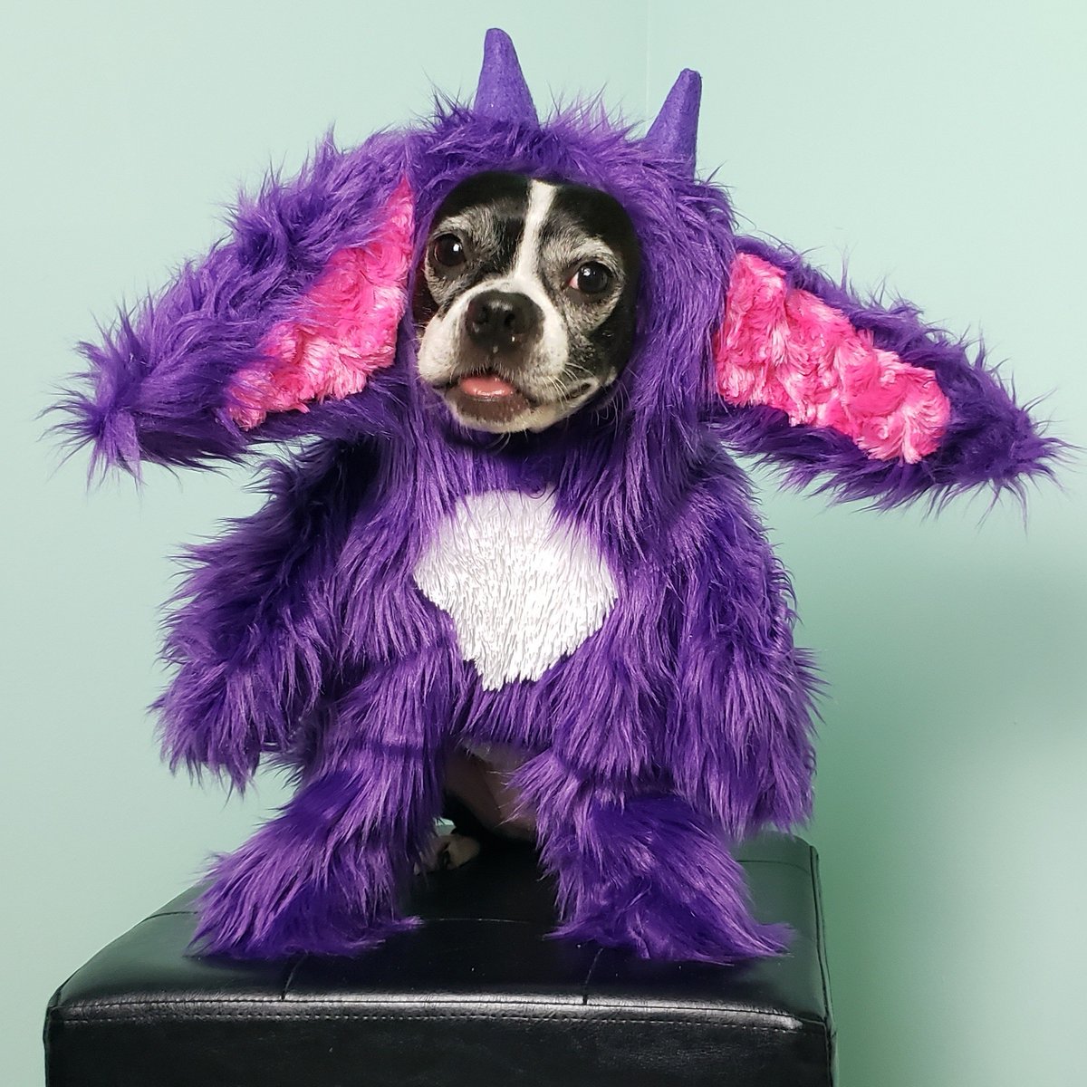 BossyBostons's tweet photo. π what happens if you feed Gremlin mask after midnight? π€
#gremlinmask #TheMaskedSinger #maskedsinger #themaskedsingerdog #cosplay #handmadewithjoann @MaskedSingerFOX #dogsincostumes https://t.co/0lljAD4xmM